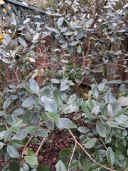 Feijoa
