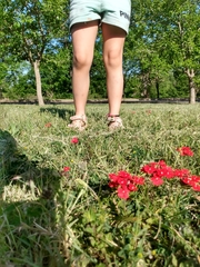 Glandularia peruviana