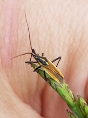 Leptopterna dolabrata