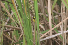 Geothlypis flavovelata