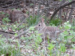 Sylvilagus floridanus