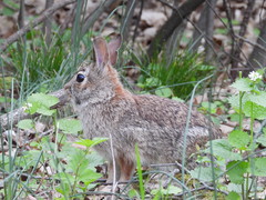 Sylvilagus floridanus