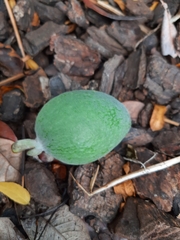 Feijoa