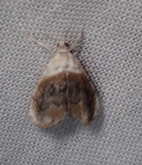 Lipocosmodes fuliginosalis