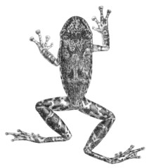 Moyobamba Snouted Treefrog photo 2