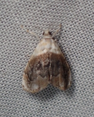 Lipocosmodes fuliginosalis