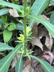 Triosteum angustifolium