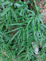 Pteris multifida