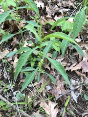 Triosteum angustifolium