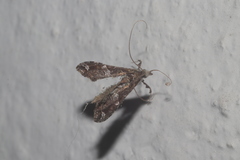 Lineodes triangulalis
