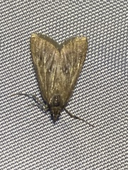 Diastictis