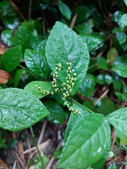 Callicarpa formosana