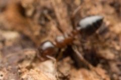 Crematogaster matsumurai