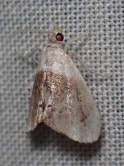 Lipocosmodes fuliginosalis