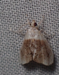 Lipocosmodes fuliginosalis