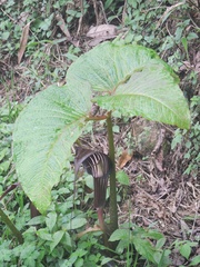 Arisaema speciosum