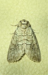 Discophlebia celaena