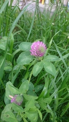 Trifolium pratense