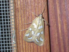 Diastictis robustior