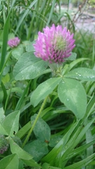Trifolium pratense