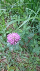 Trifolium pratense