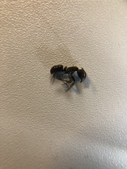 Ectomomyrmex javanus