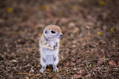 Xerospermophilus tereticaudus