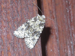 Lacinipolia strigicollis