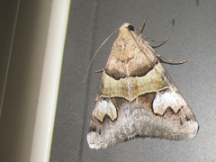 Drasteria pallescens