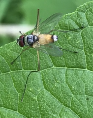 Cholomyia