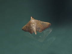 Endotricha theonalis