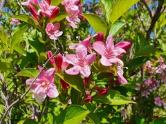 Weigela florida