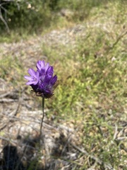 Dichelostemma congestum