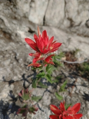 Castilleja martini