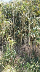 Phyllostachys bambusoides