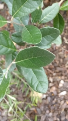 Feijoa