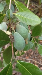 Feijoa