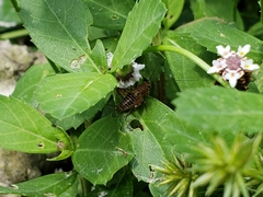 Neonemobius mormonius