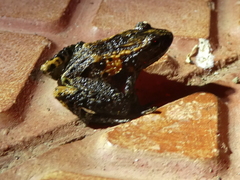 Craugastor underwoodi