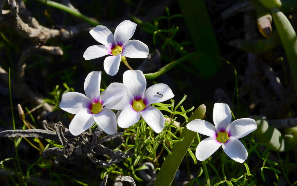Carpet Sorrel
