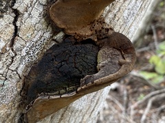 Fulvifomes floridanus
