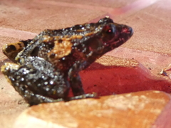 Craugastor underwoodi