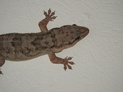 Phyllopezus pollicaris