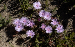 Drosanthemum striatum