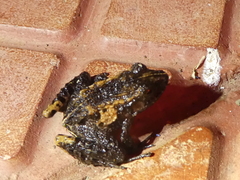 Craugastor underwoodi