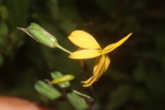 Echeandia reflexa