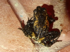 Craugastor underwoodi