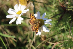 Lycaena 'canterbury common copper'