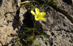 Oxalis burtoniae