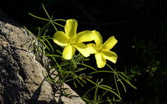 Oxalis burtoniae
